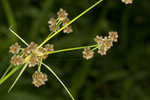 Mosquito bulrush